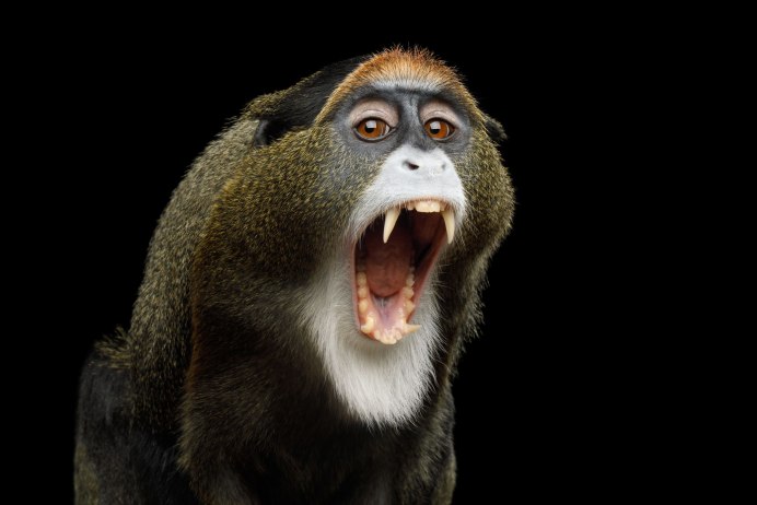 Allenopithecus nigroviridis