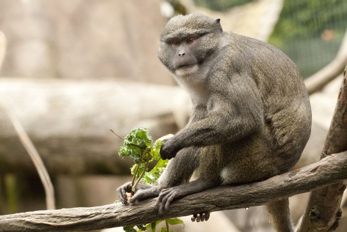 Miopithecus talapoin