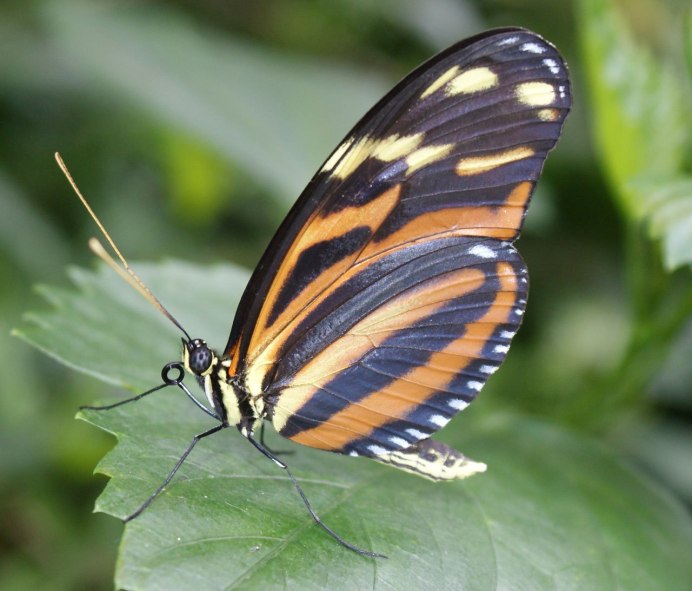 Apantesis phalerata