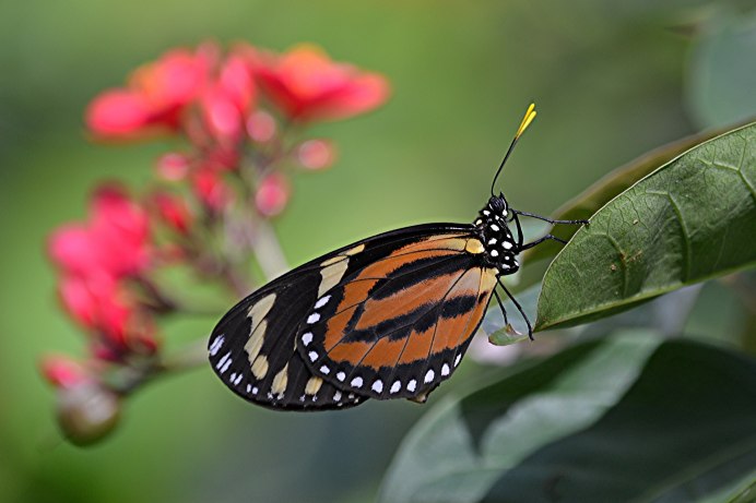 Бабочка Danaus genutia