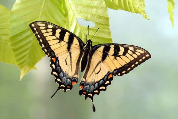 Бабочка Danaus genutia