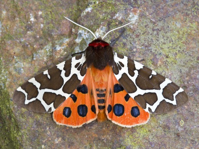 Heliconius ismenius