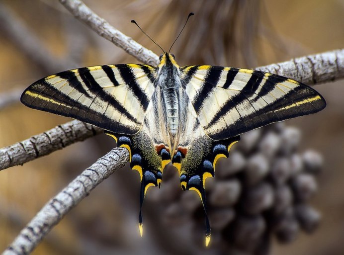 Eastern Tiger Swallowtail Butterfly, Papilio Glaucus