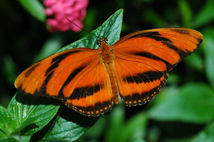 Бабочка Danaus genutia