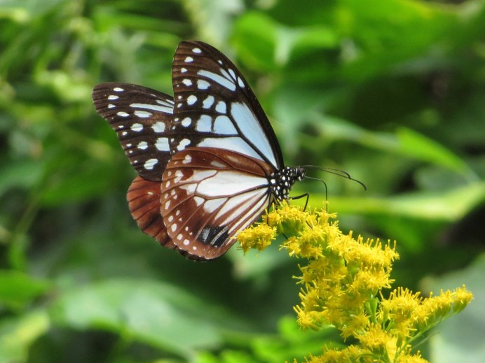 Бабочка Danaus genutia