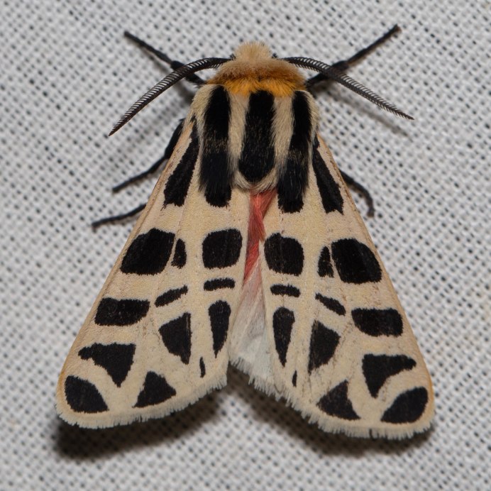 Мотылек Arctiinae