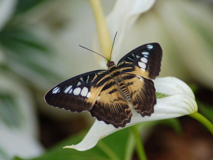 Parthenos Sylvia бабочка