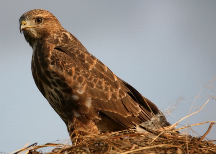 Черный Коршун Milvus Migrans