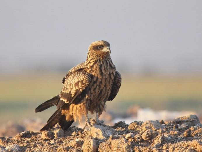 Черный Коршун Milvus Migrans