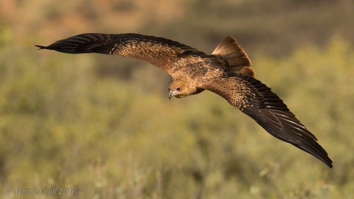 Черный Коршун Milvus Migrans