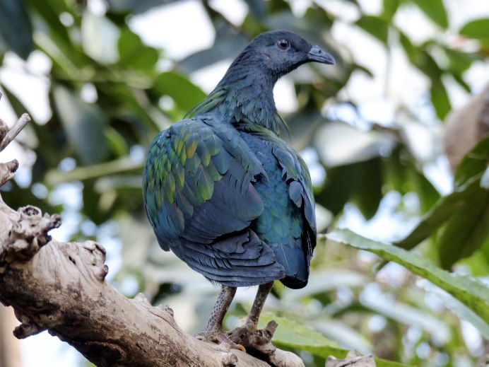 Alectroenas pulcherrima