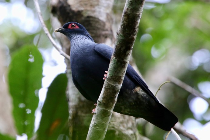 Alectroenas pulcherrima