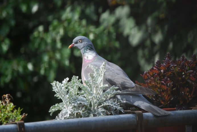 Western crowned Pigeon