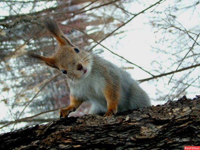 Белка Дальний Восток