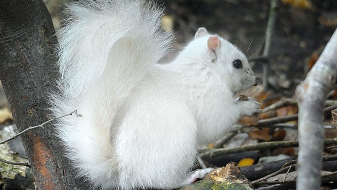 Животные зимой