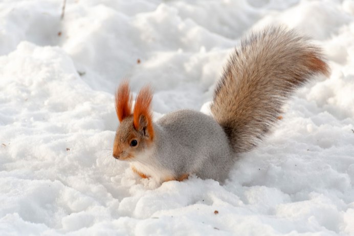 Сибирские (Западно-Сибирские) белки