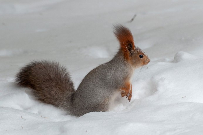 Белки Евразии