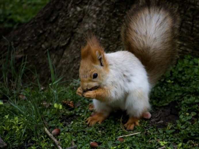 Белка на ветке