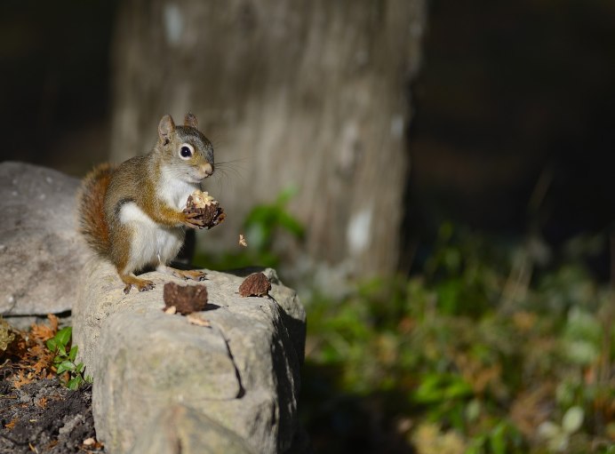 Белочка зима