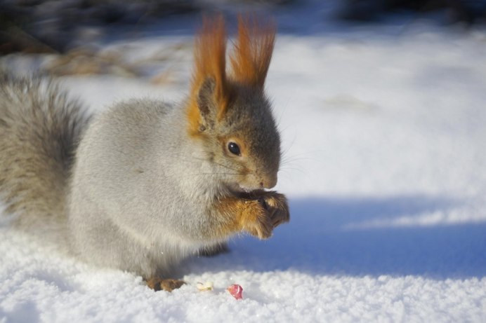 Красивая белая белка