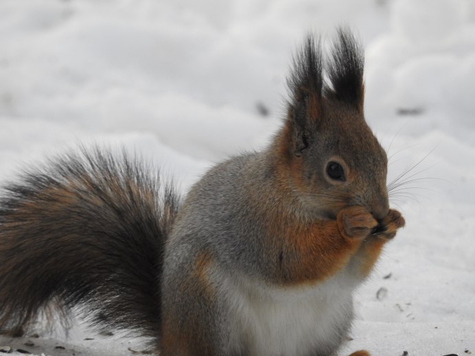 Белка хищница