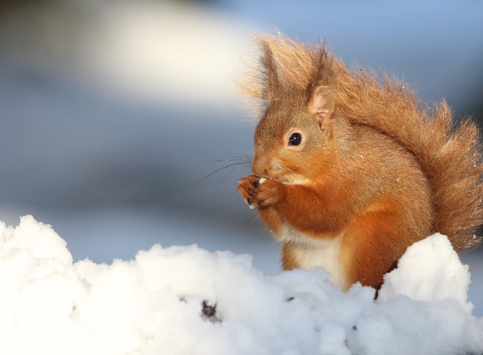 Белка окрас