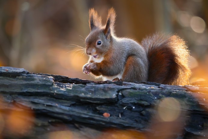 Животные зимой