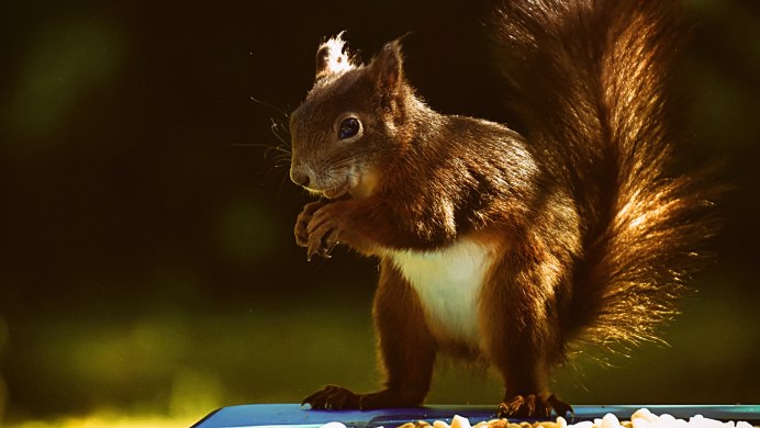 Белка сидит