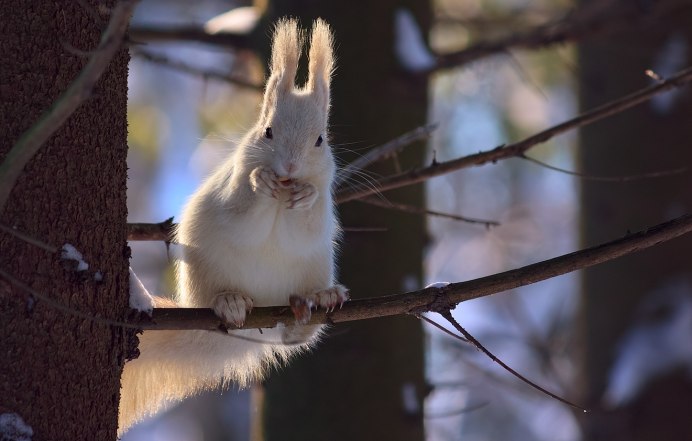 Обыкновенная белка