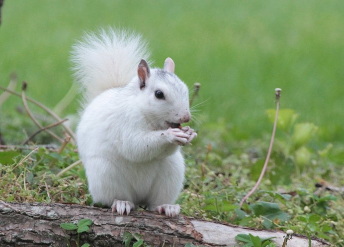 Белочка зимой