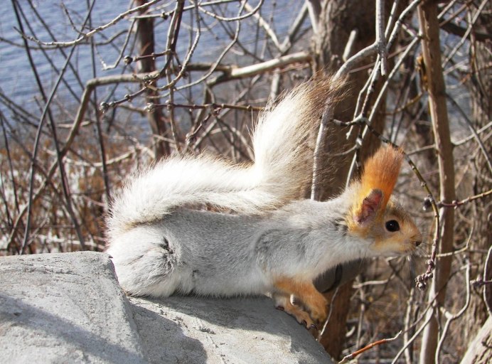 Белка весной