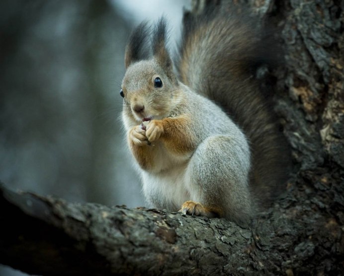 Белая белка зимой