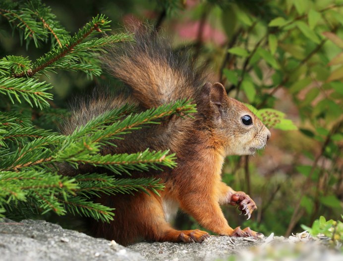 Tamiasciurus hudsonicus