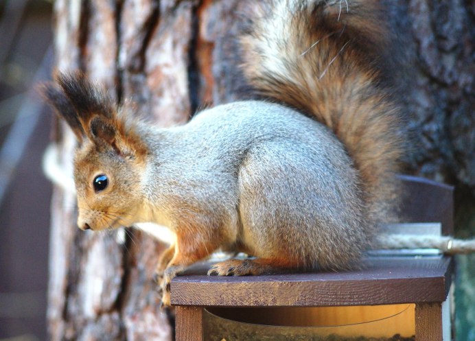 Животные в еловых лесах