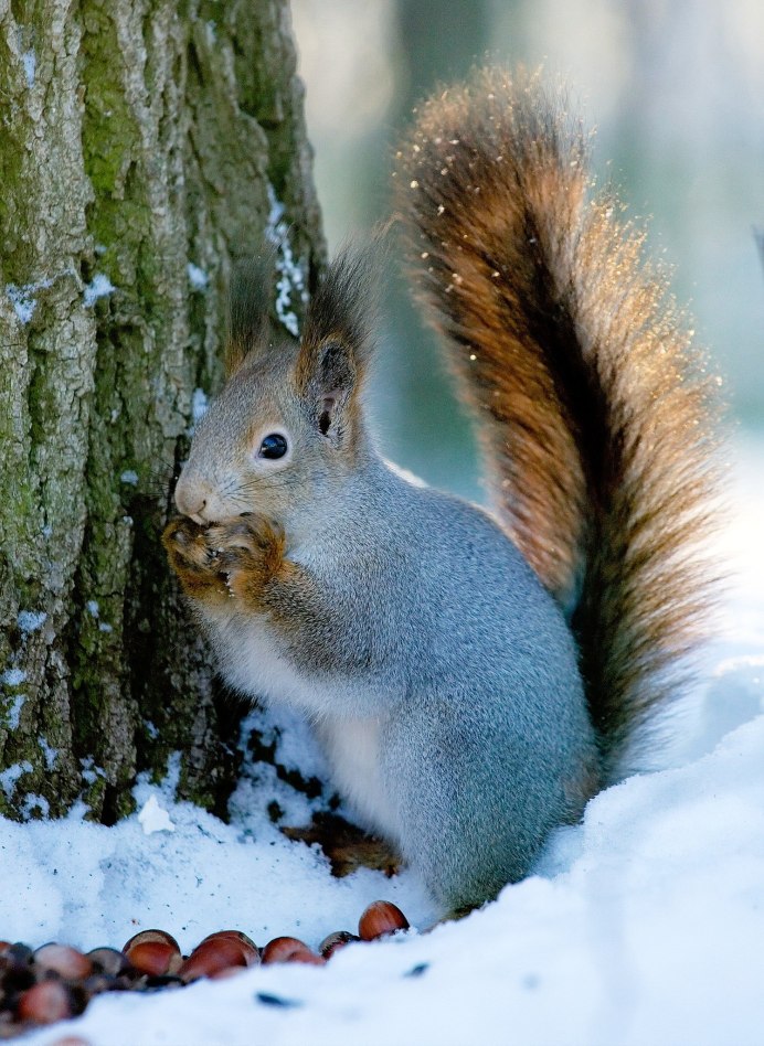 Звери зимой