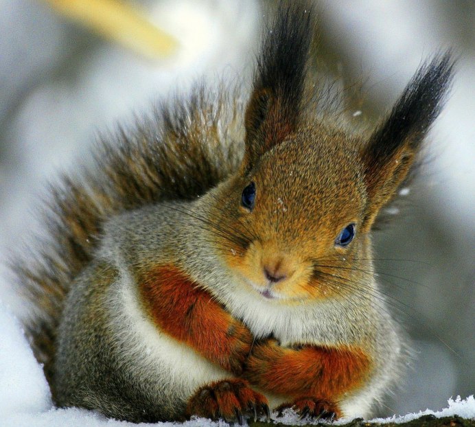 Белая белка