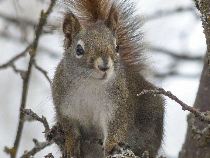 Белка грызун