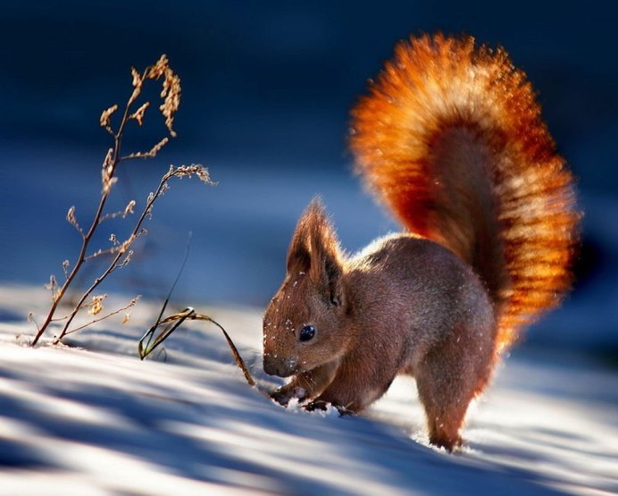 Белая белка