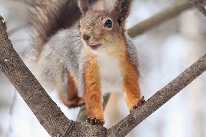 Золотистобрюхая белка