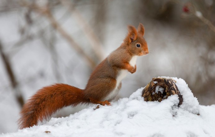 Белоснежная белка