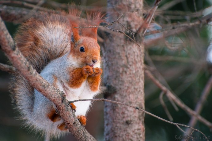 Белая белка