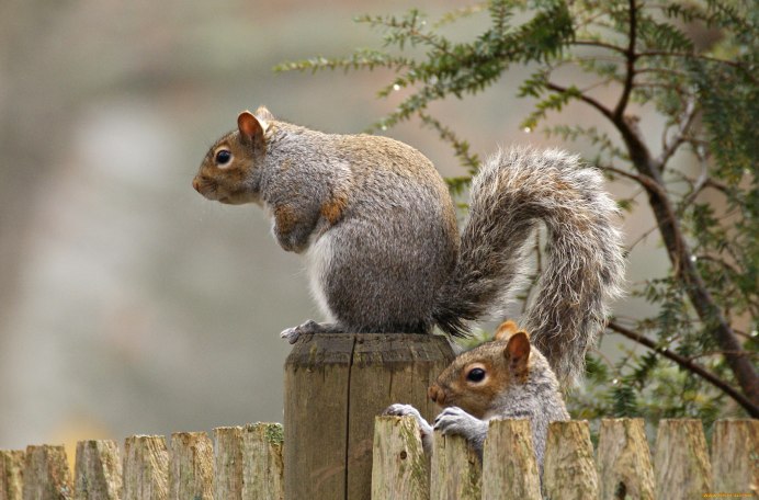 Белка зимой