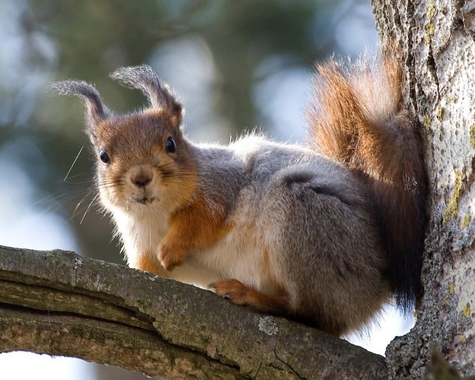 Белки альбиносы