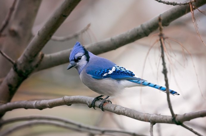 Jay Сойка