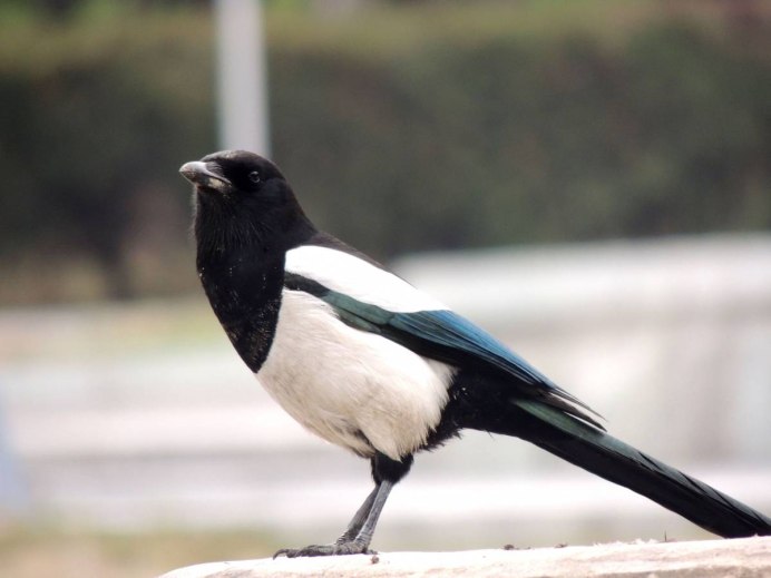 Сорока белобока птица