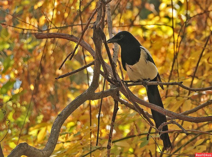 Сорока в осеннем лесу