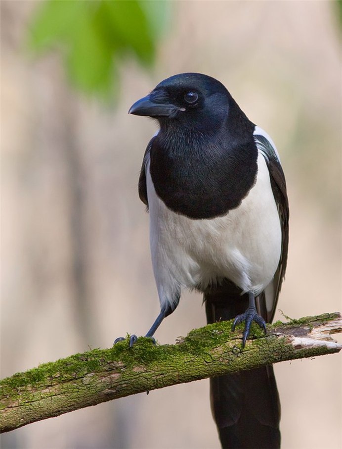 Боровая сорока