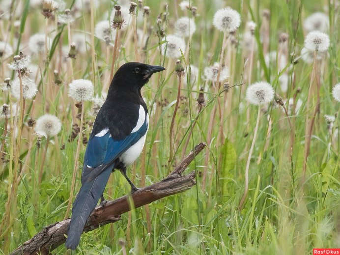 Сорока в Беларуси