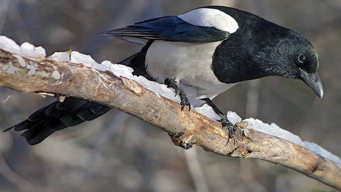 Европейская сорока