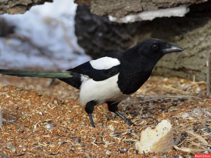 Сорока животное